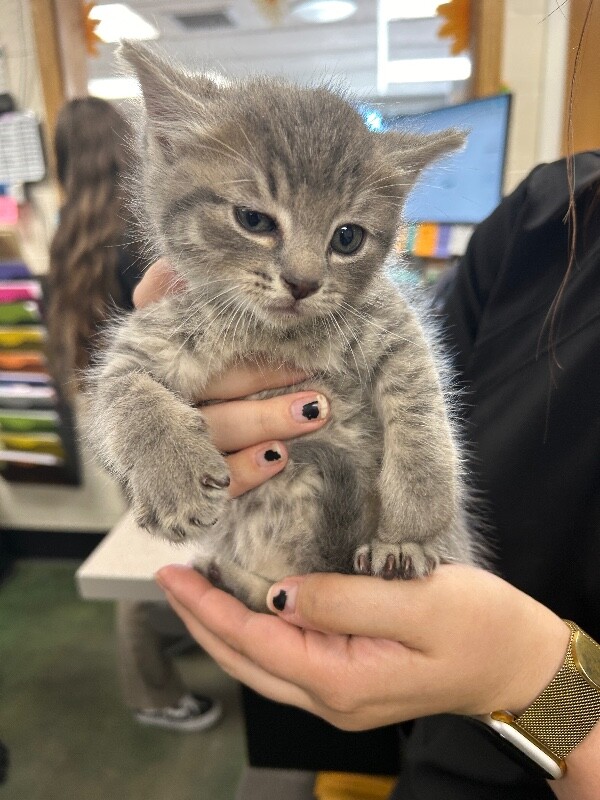 Picture of the Animal Listed