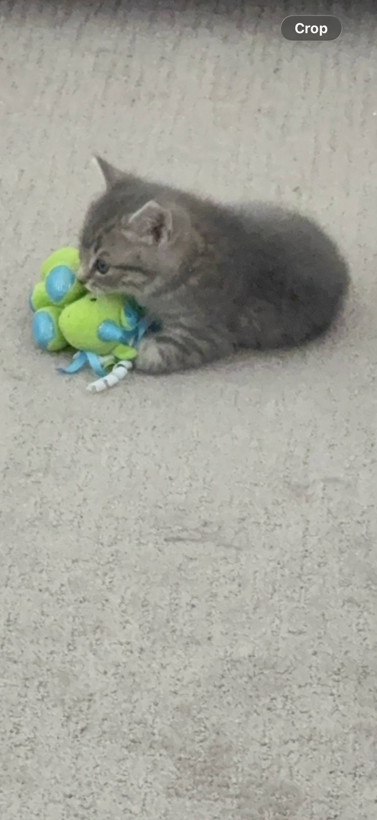 Picture of the Animal Listed