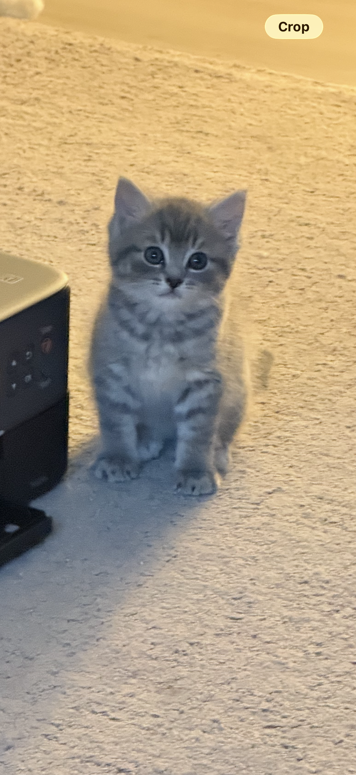 Picture of the Animal Listed