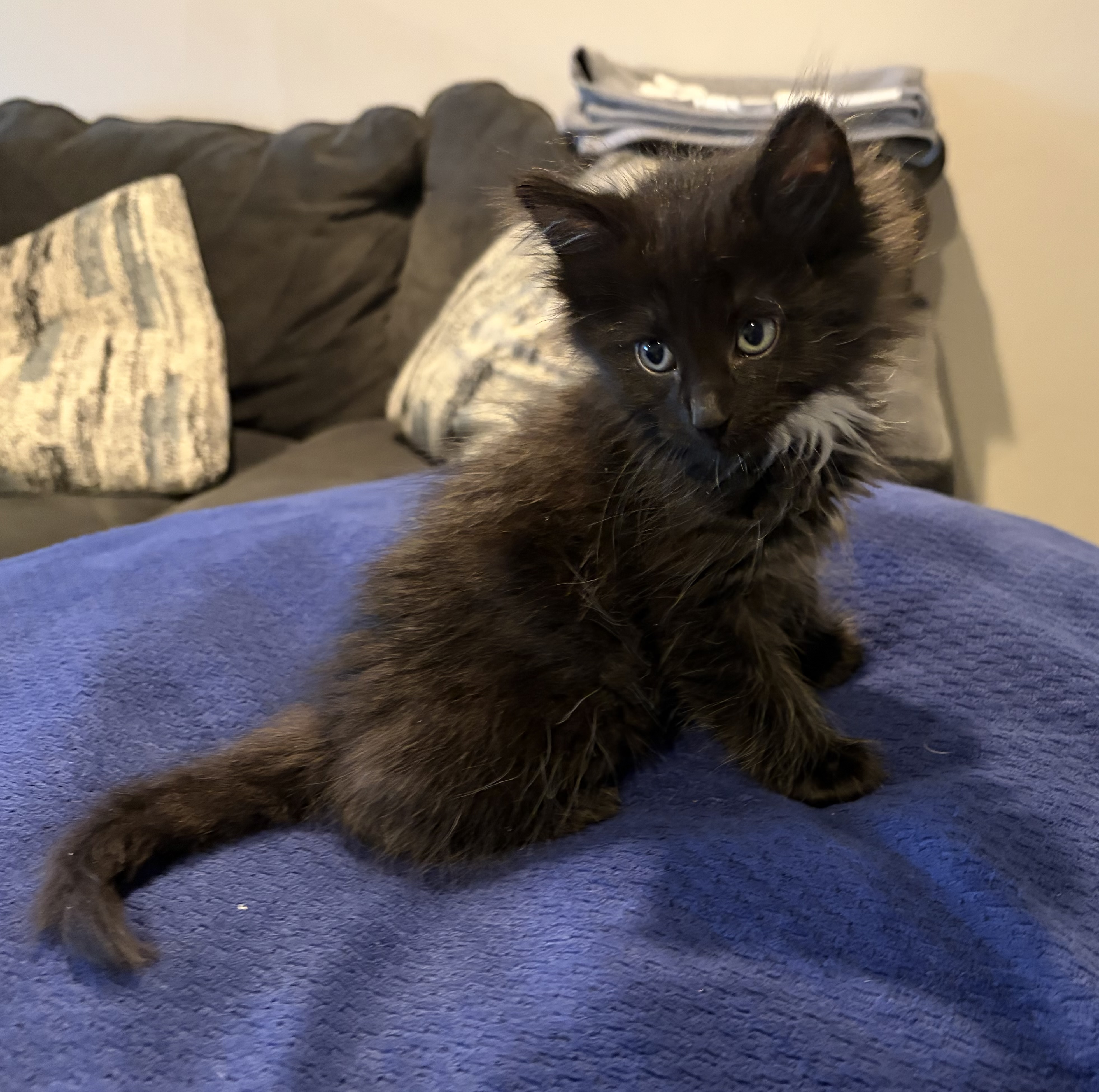 Picture of the Animal Listed