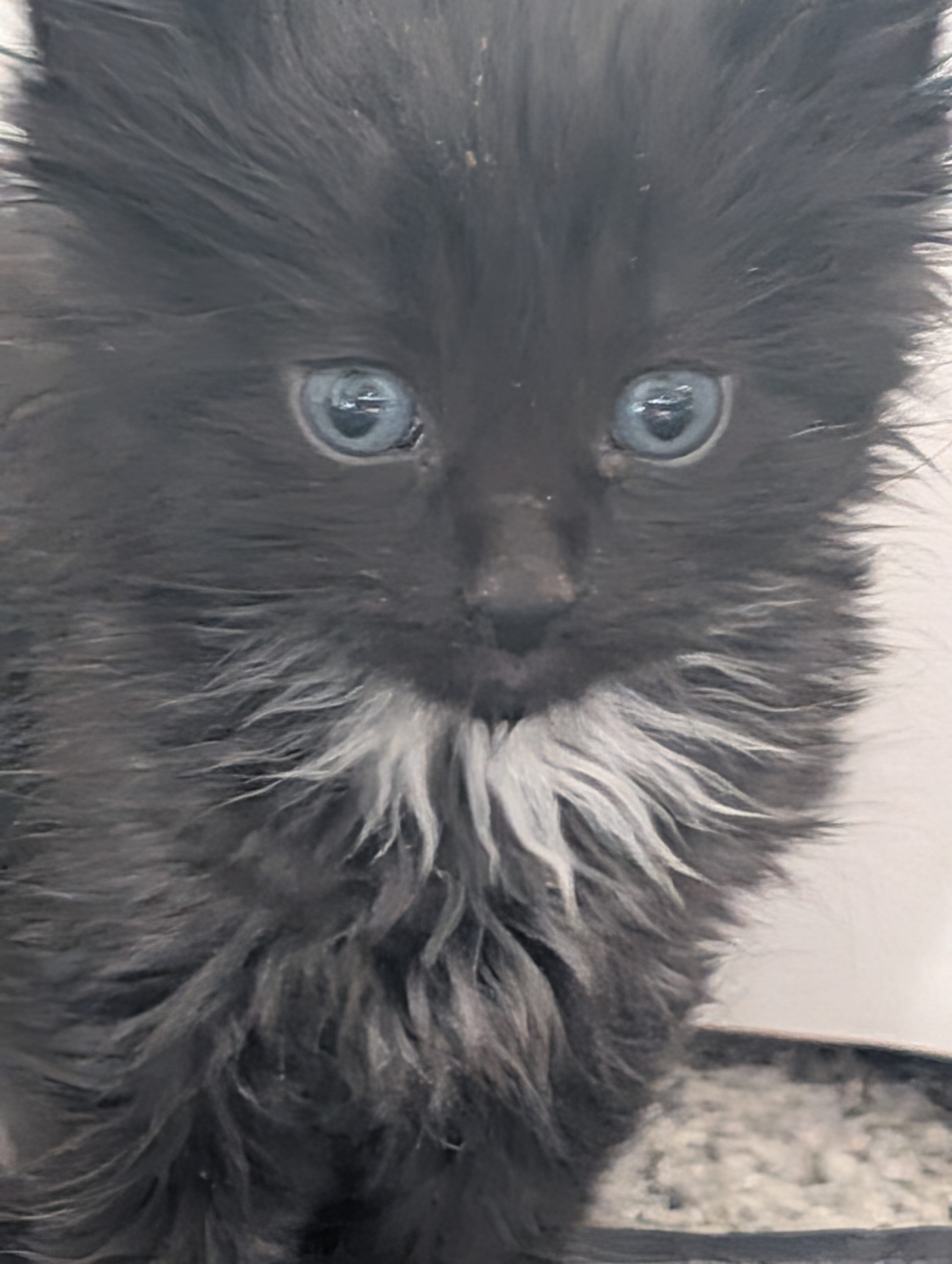 Picture of the Animal Listed