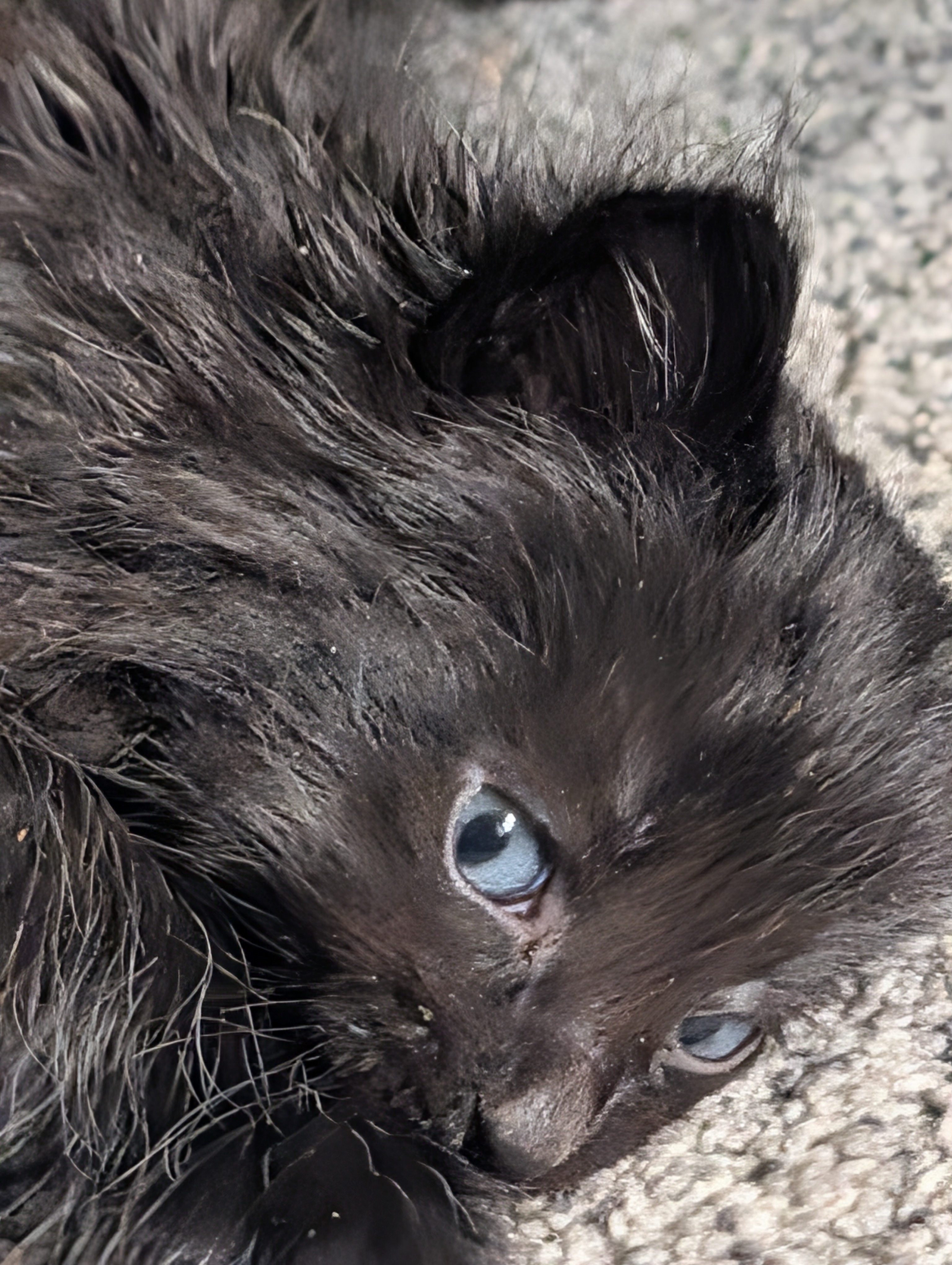 Picture of the Animal Listed