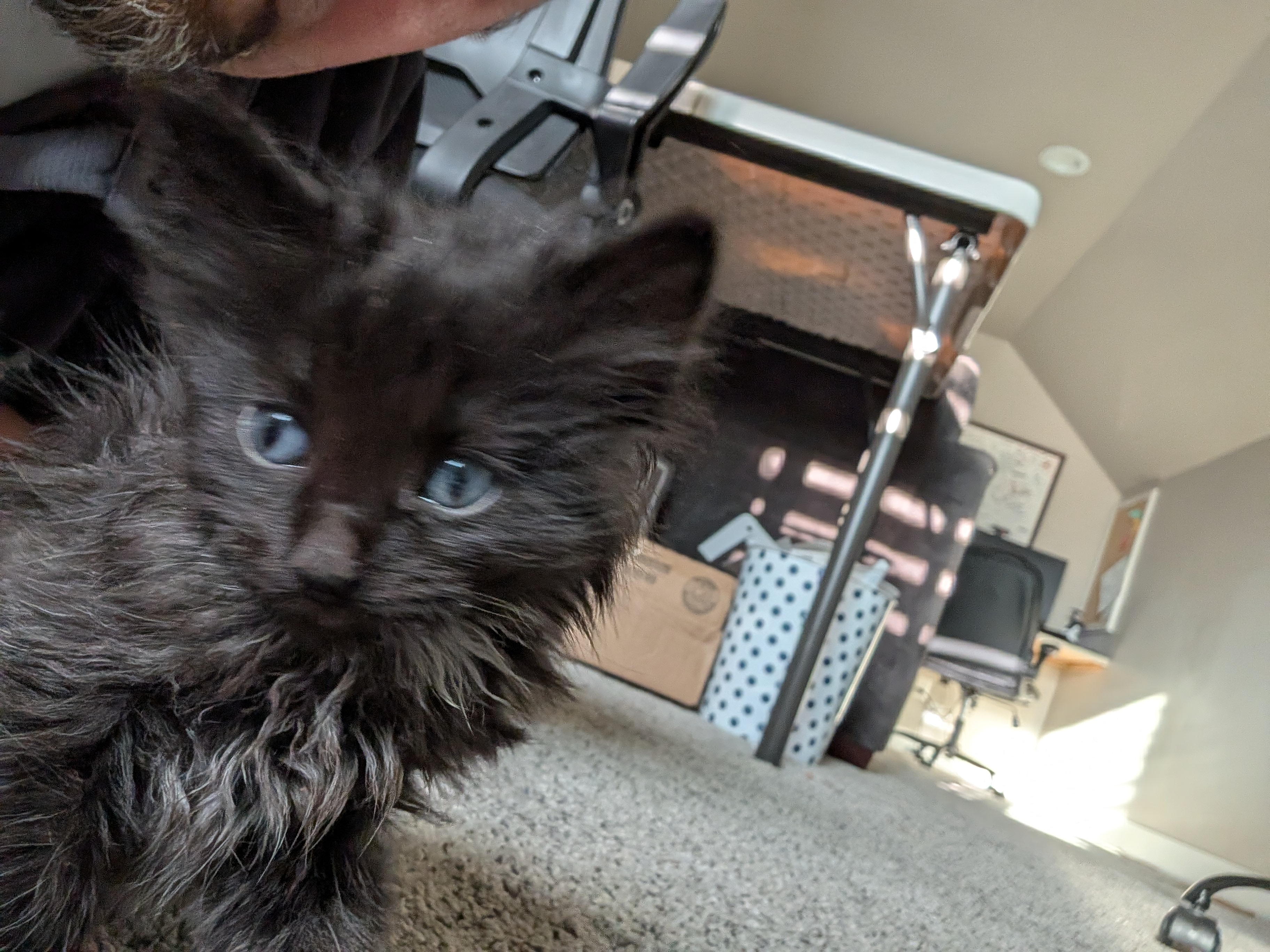 Picture of the Animal Listed