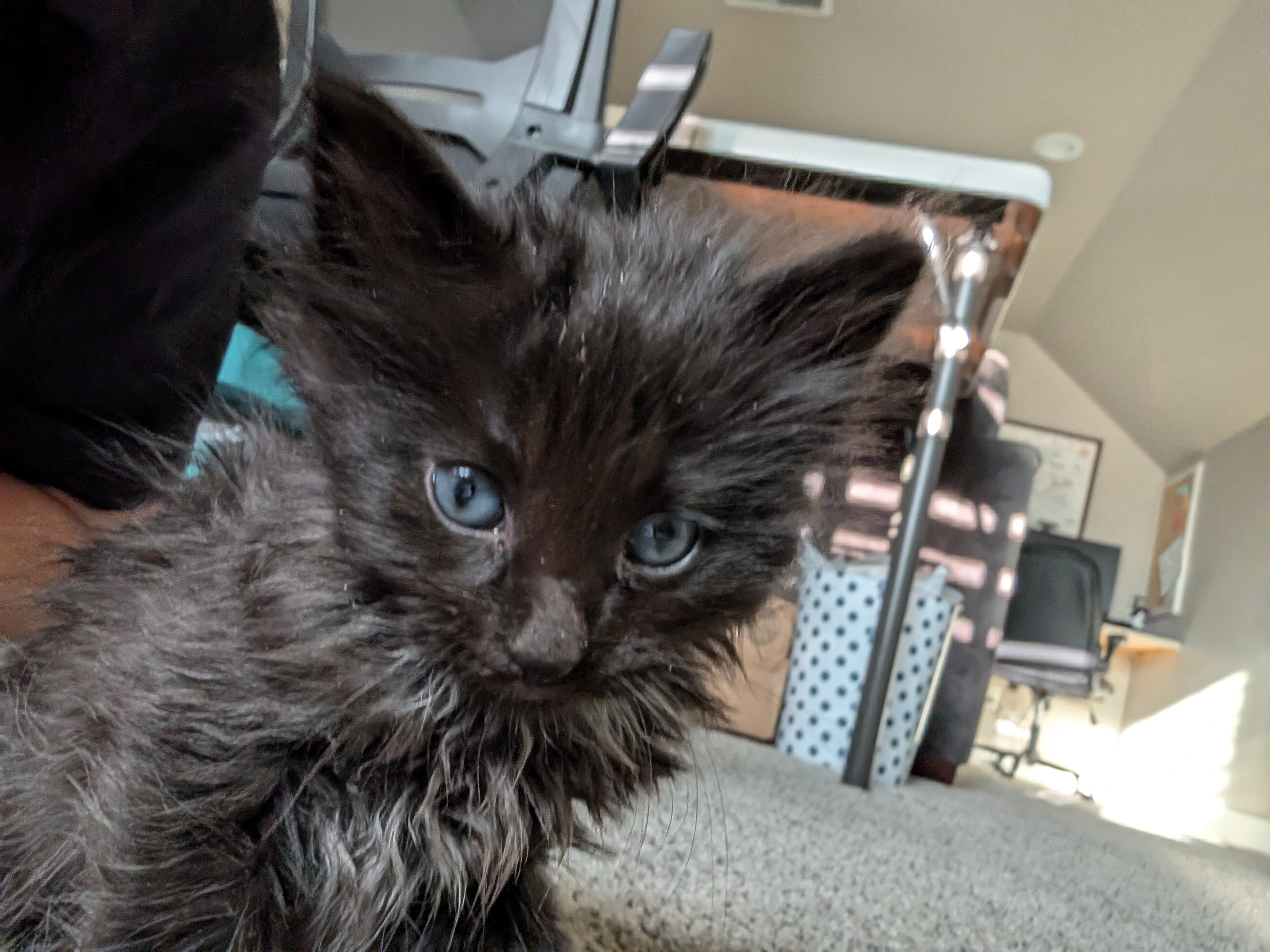 Picture of the Animal Listed