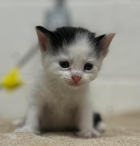 Picture of the Animal Listed