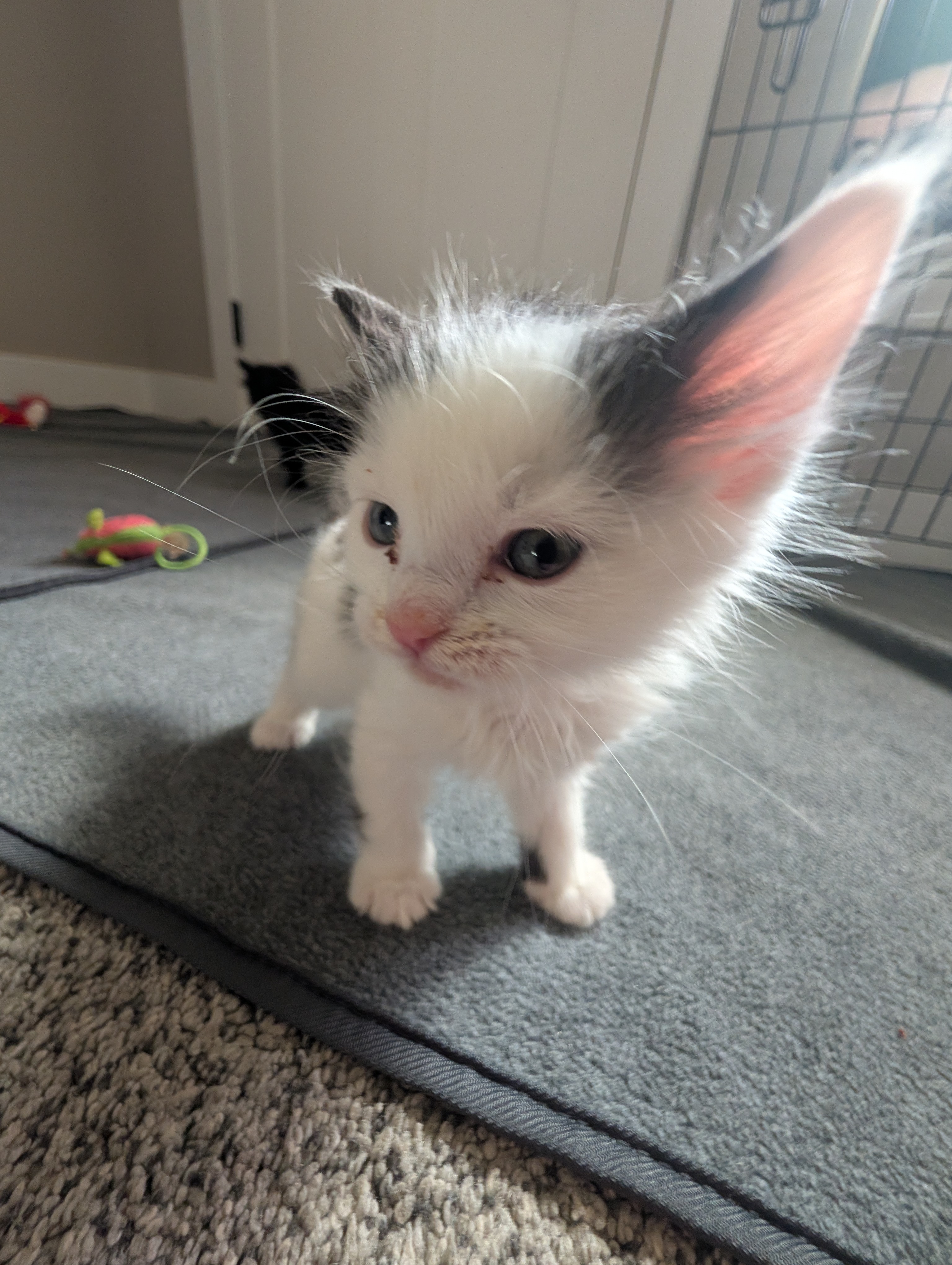 Picture of the Animal Listed
