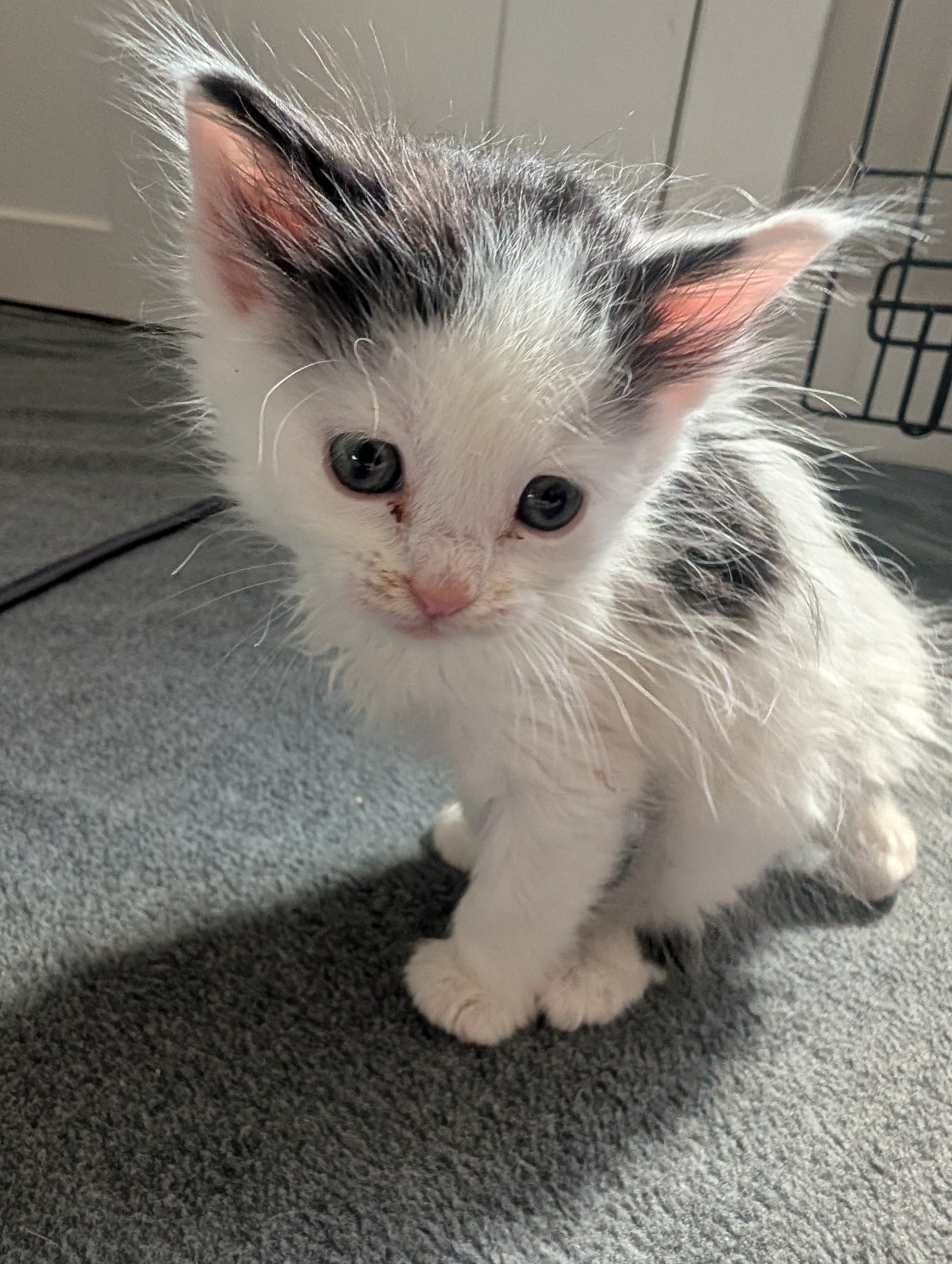 Picture of the Animal Listed