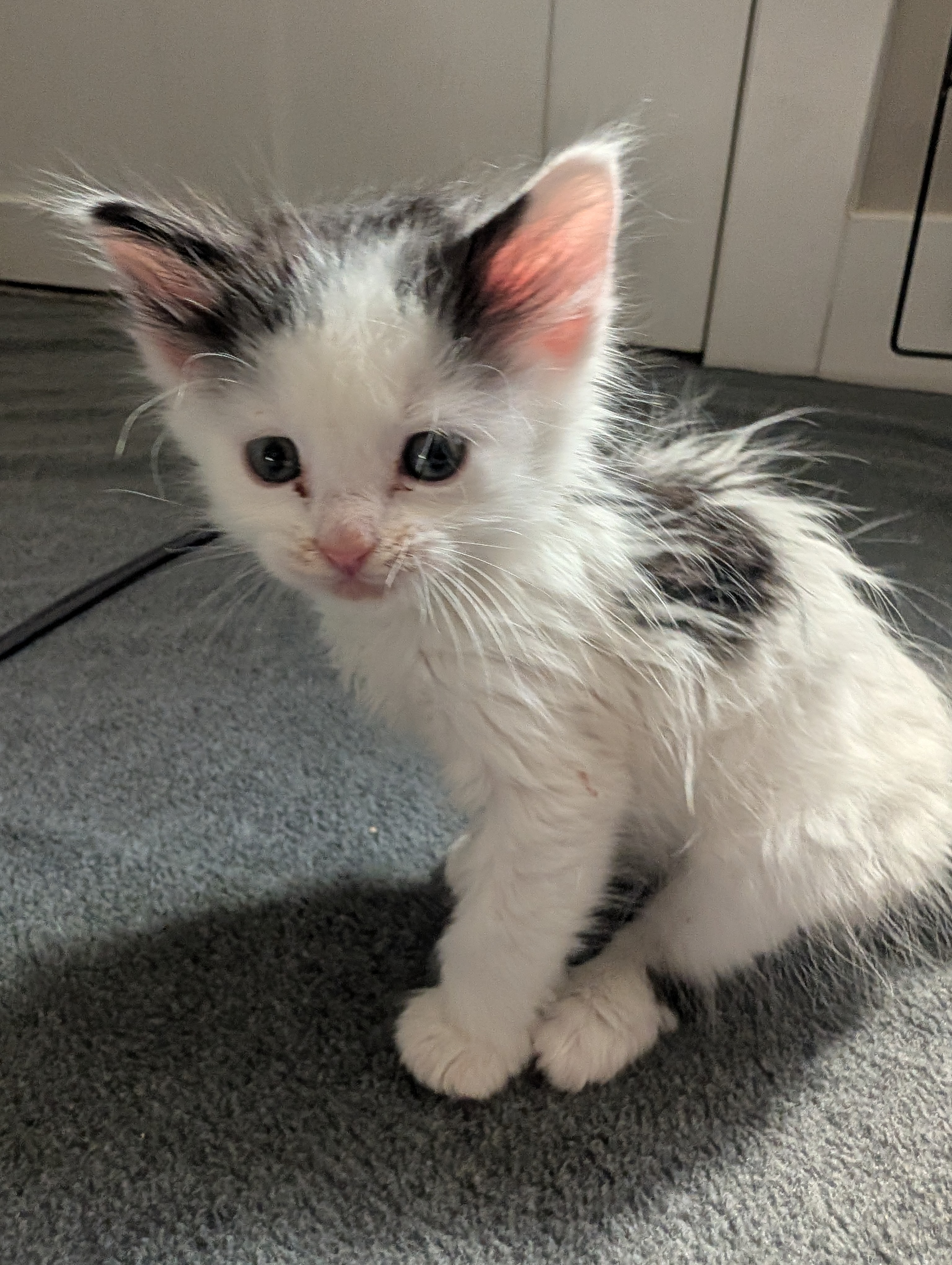 Picture of the Animal Listed