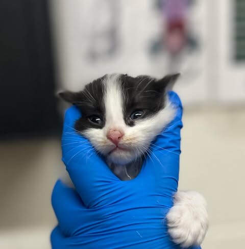 Picture of the Animal Listed