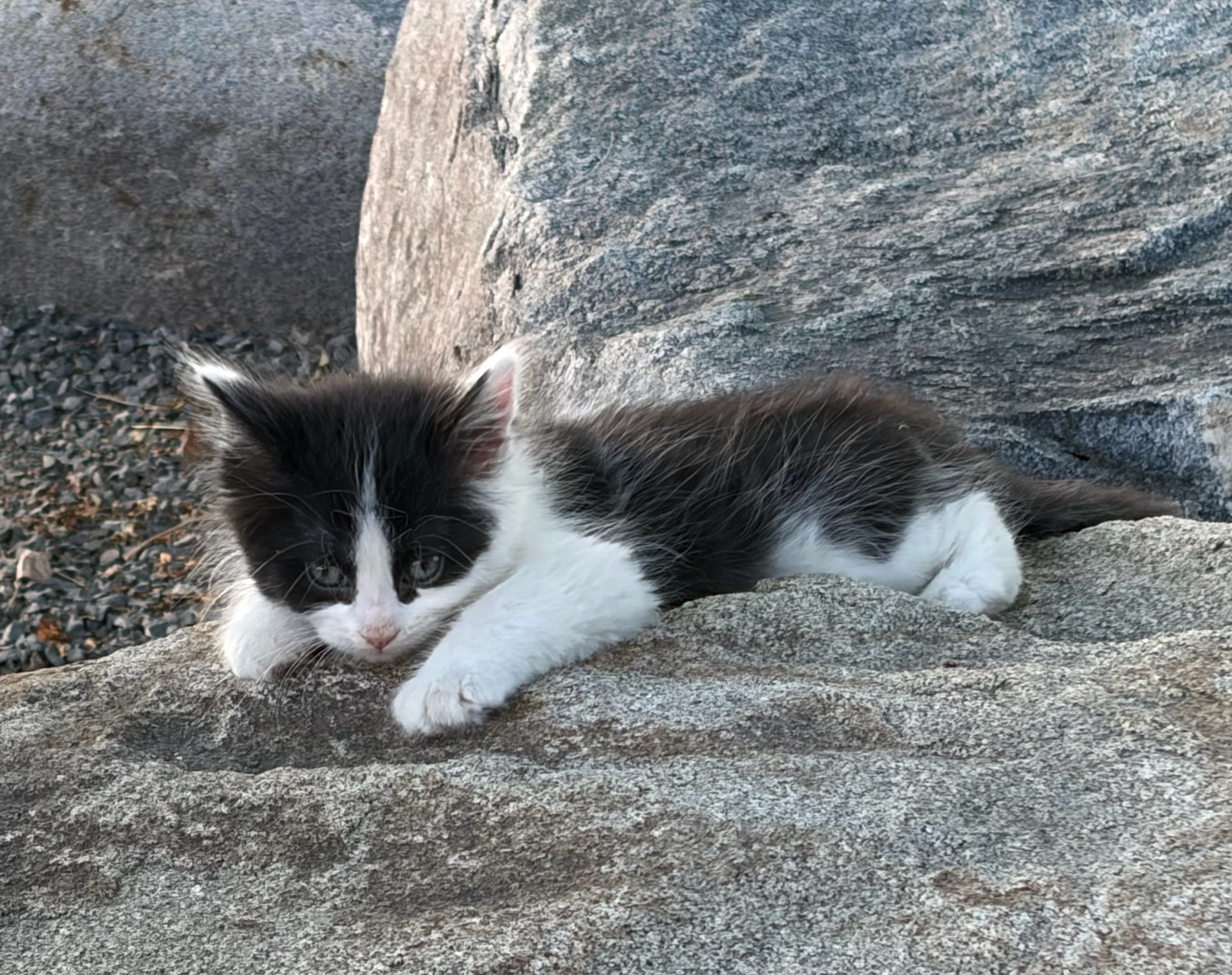 Picture of the Animal Listed