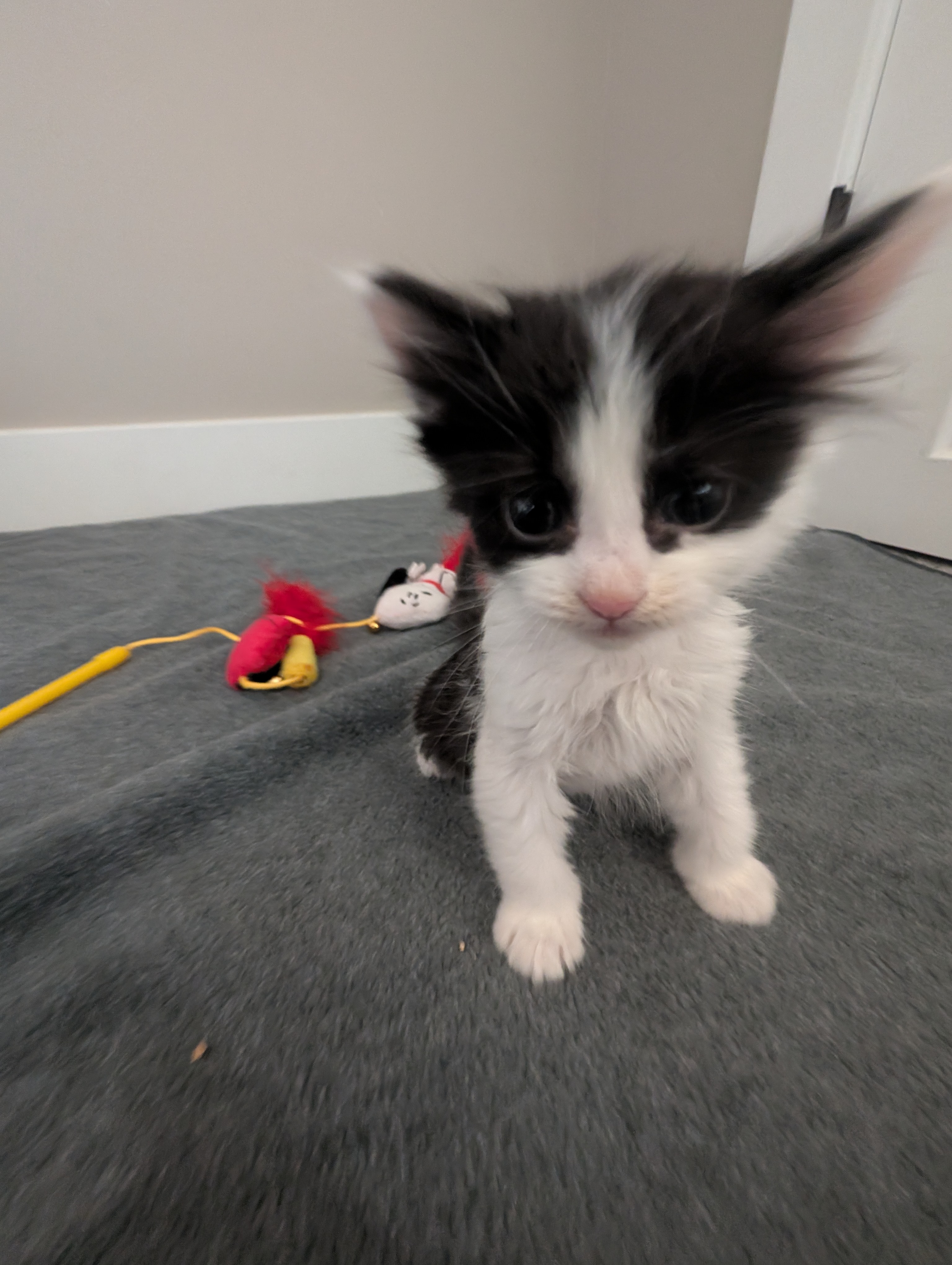 Picture of the Animal Listed