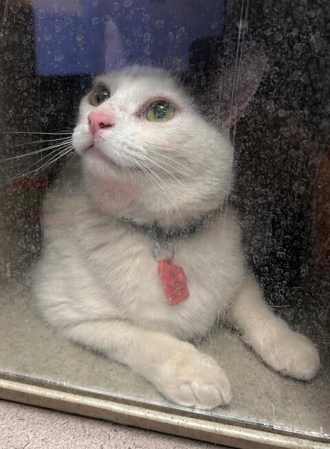 Picture of the Animal Listed