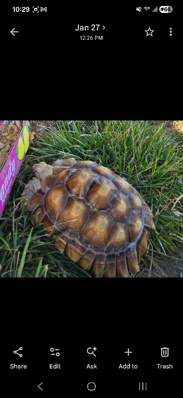 Picture of the Animal Listed