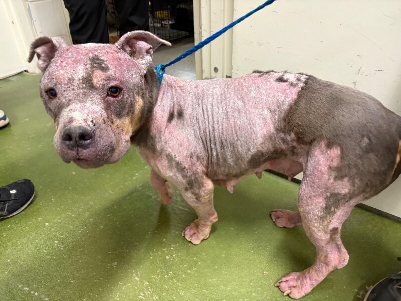 Picture of the Animal Listed