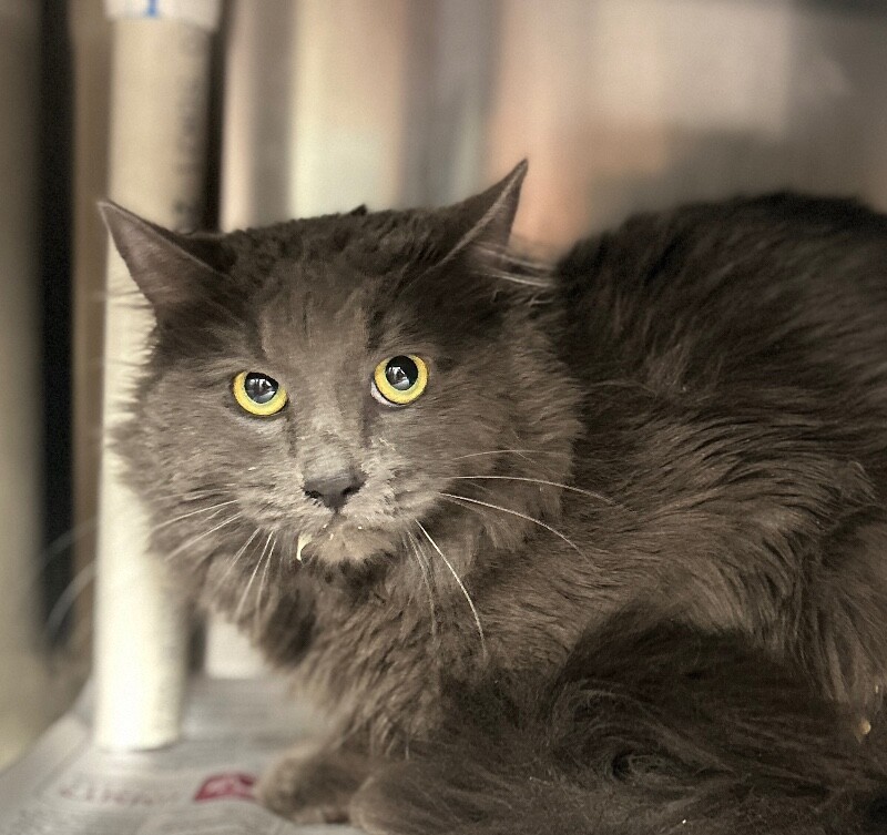 Picture of the Animal Listed