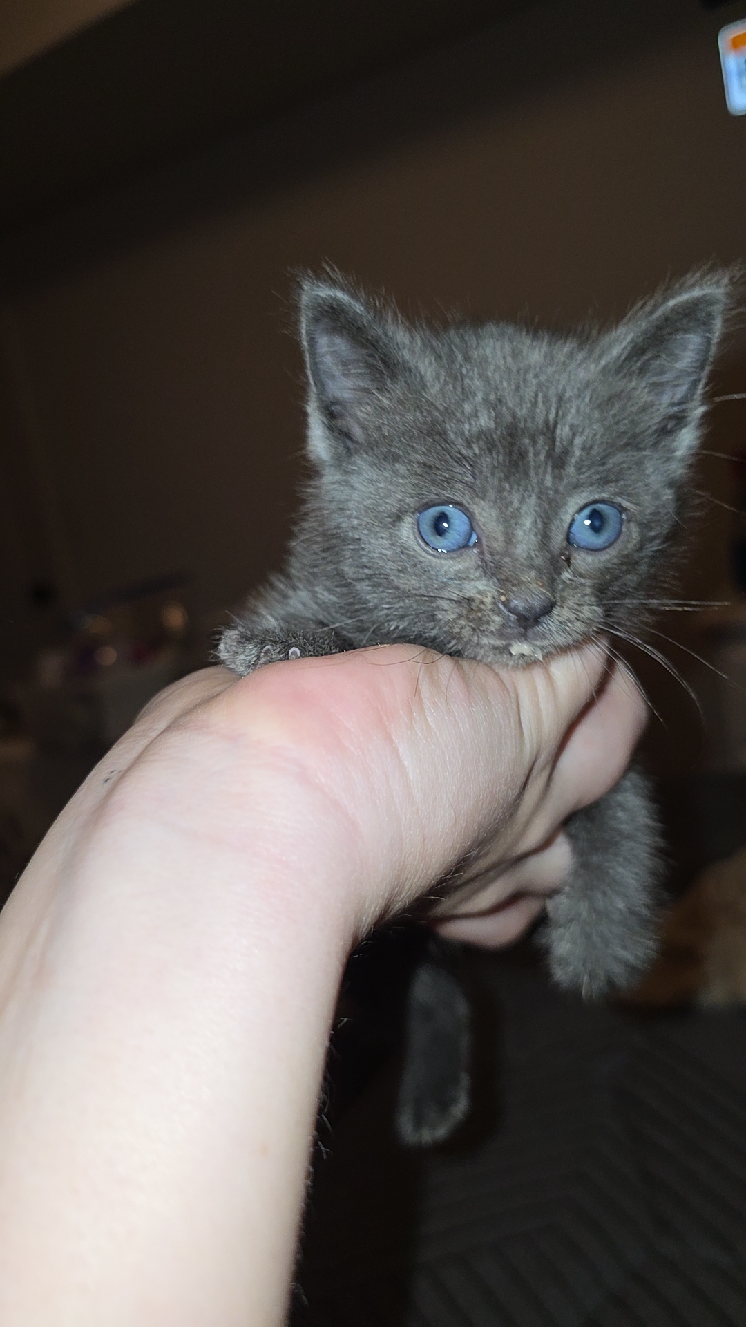 Picture of the Animal Listed