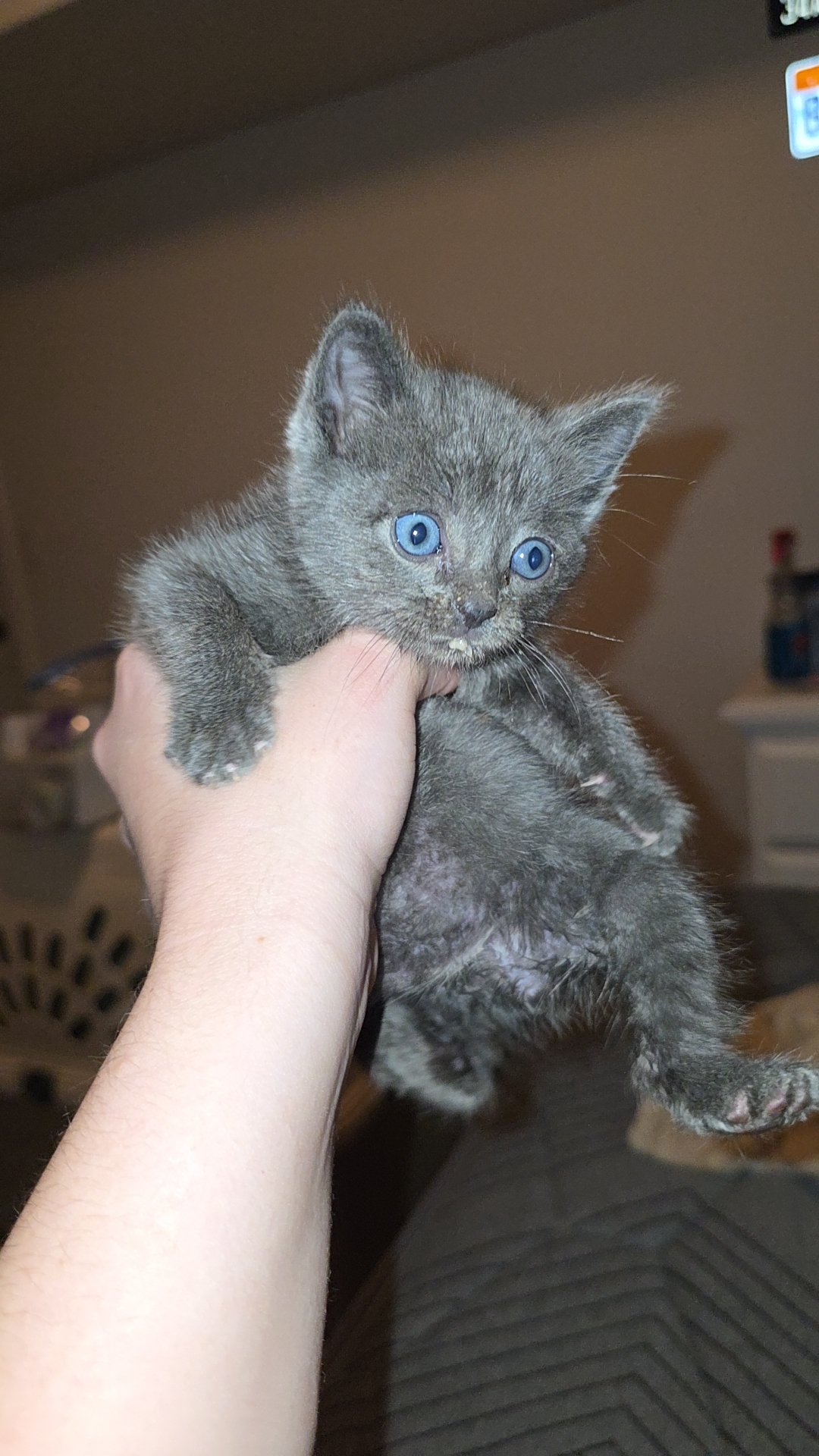Picture of the Animal Listed