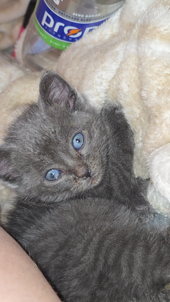 Picture of the Animal Listed
