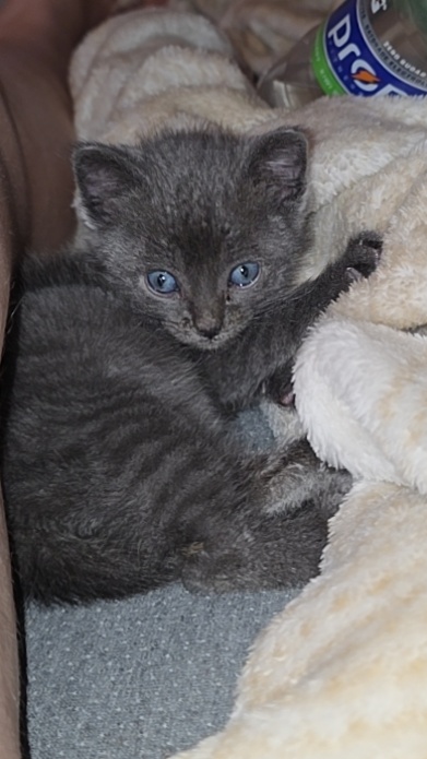 Picture of the Animal Listed