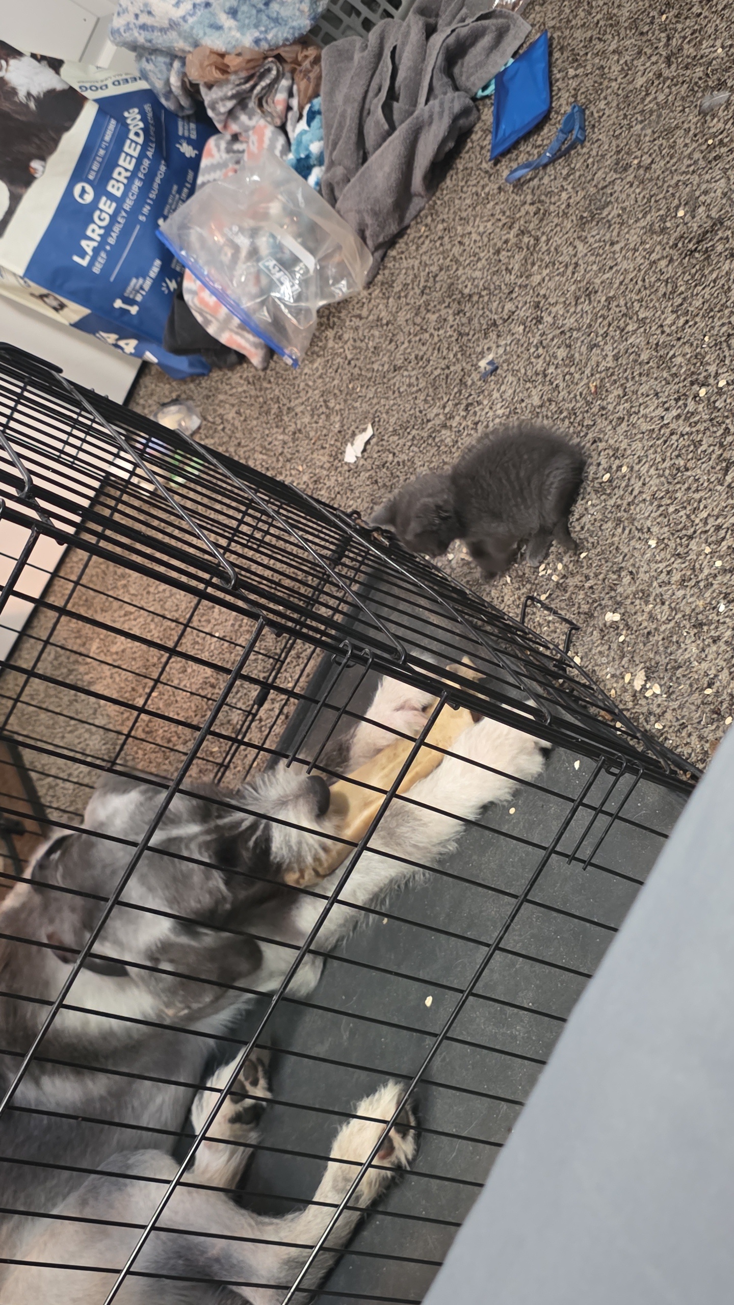 Picture of the Animal Listed
