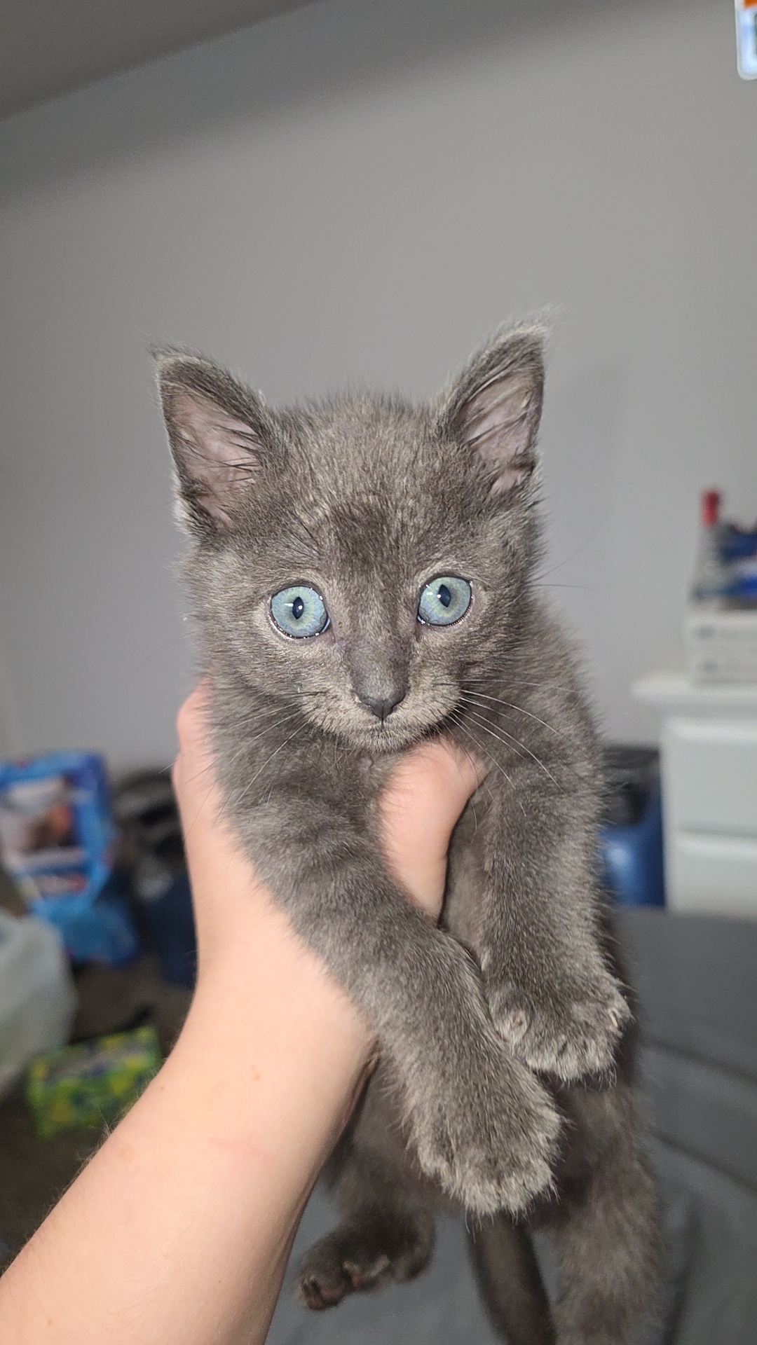 Picture of the Animal Listed