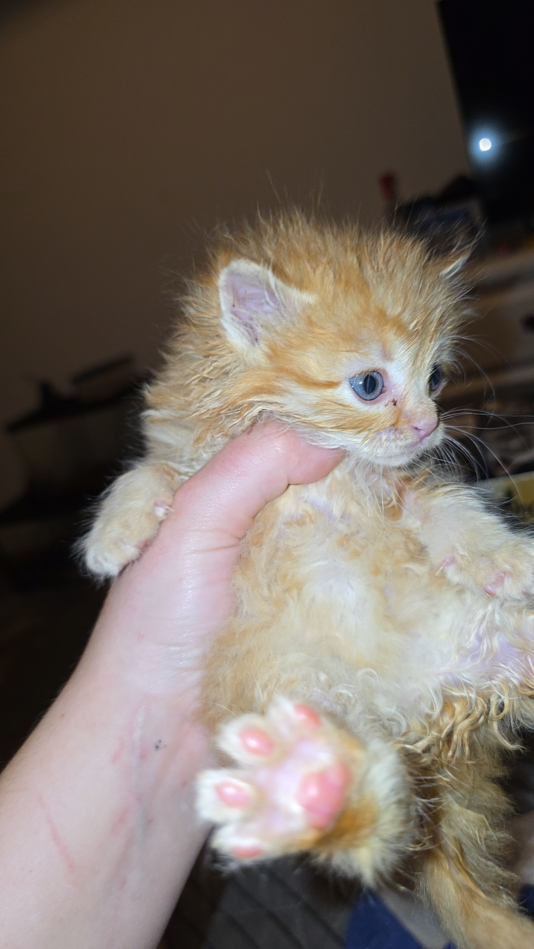 Picture of the Animal Listed