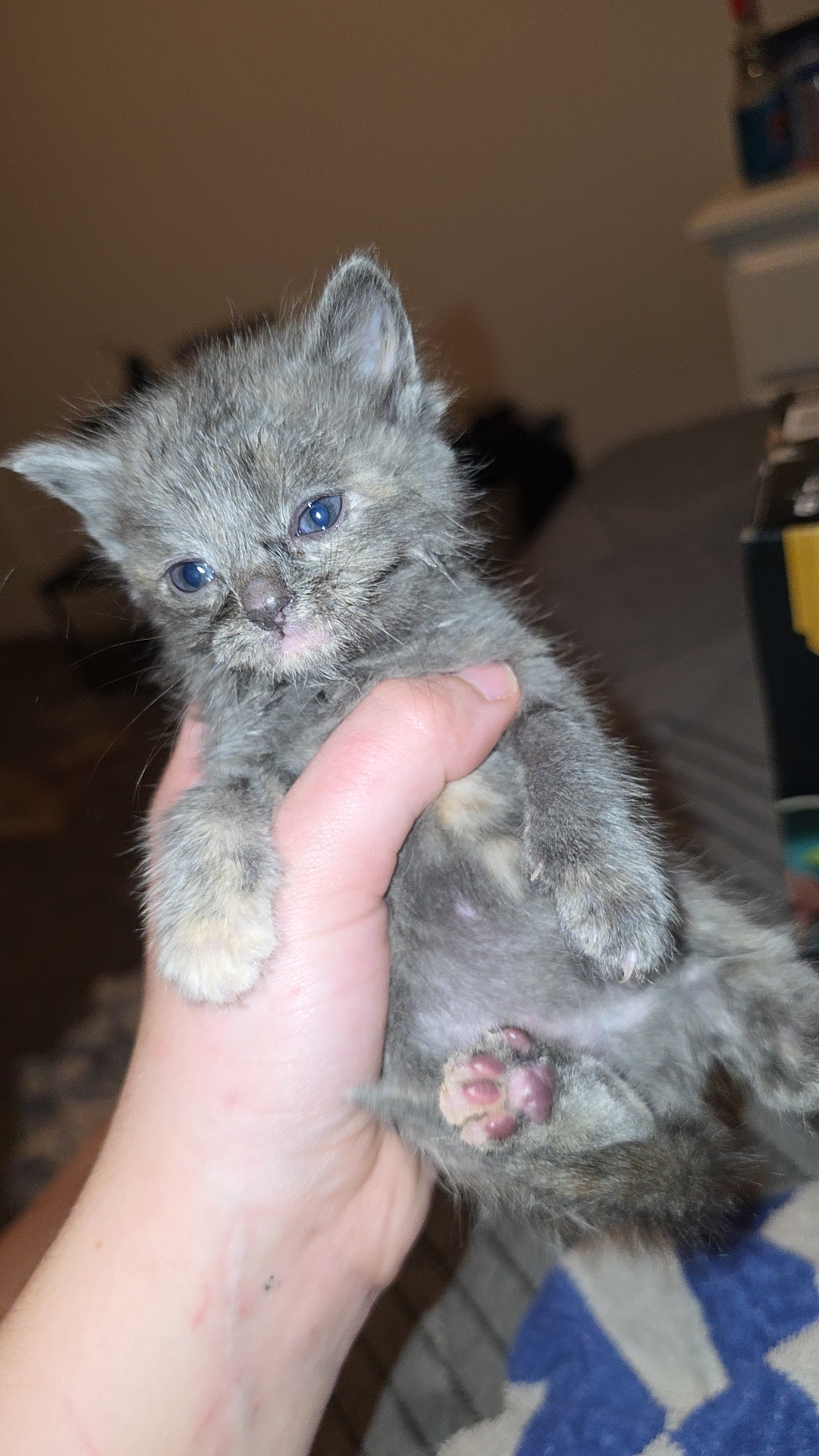 Picture of the Animal Listed