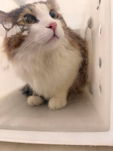 Picture of the Animal Listed