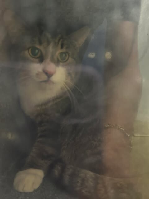 Picture of the Animal Listed