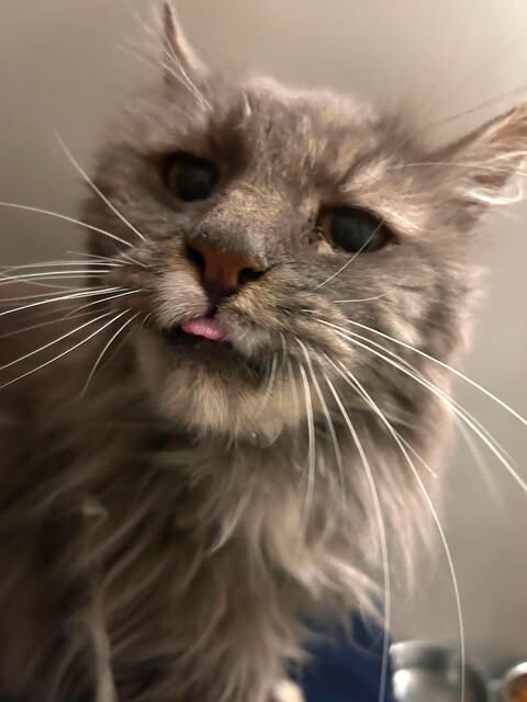 Picture of the Animal Listed