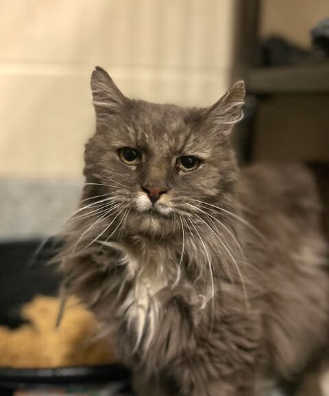 Picture of the Animal Listed