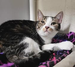 Picture of the Animal Listed
