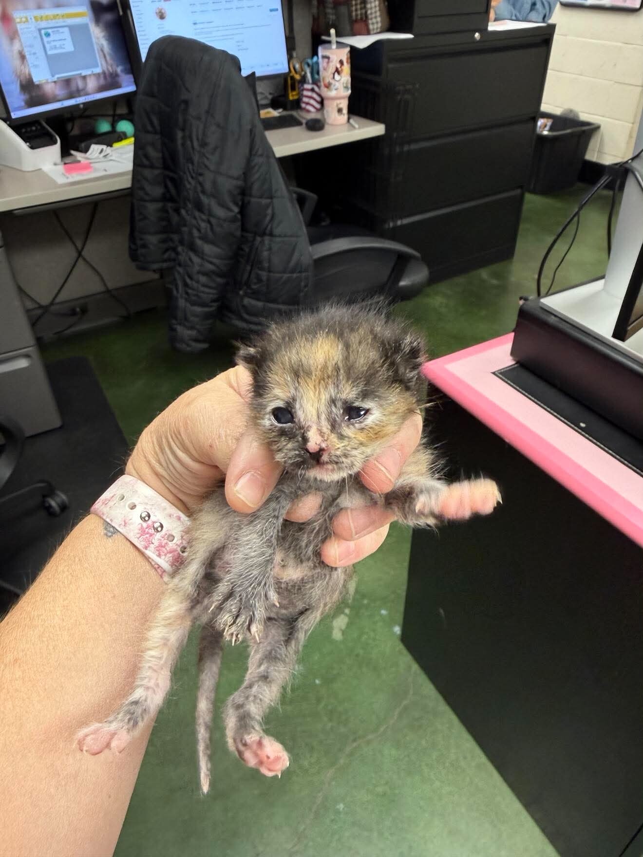 Picture of the Animal Listed
