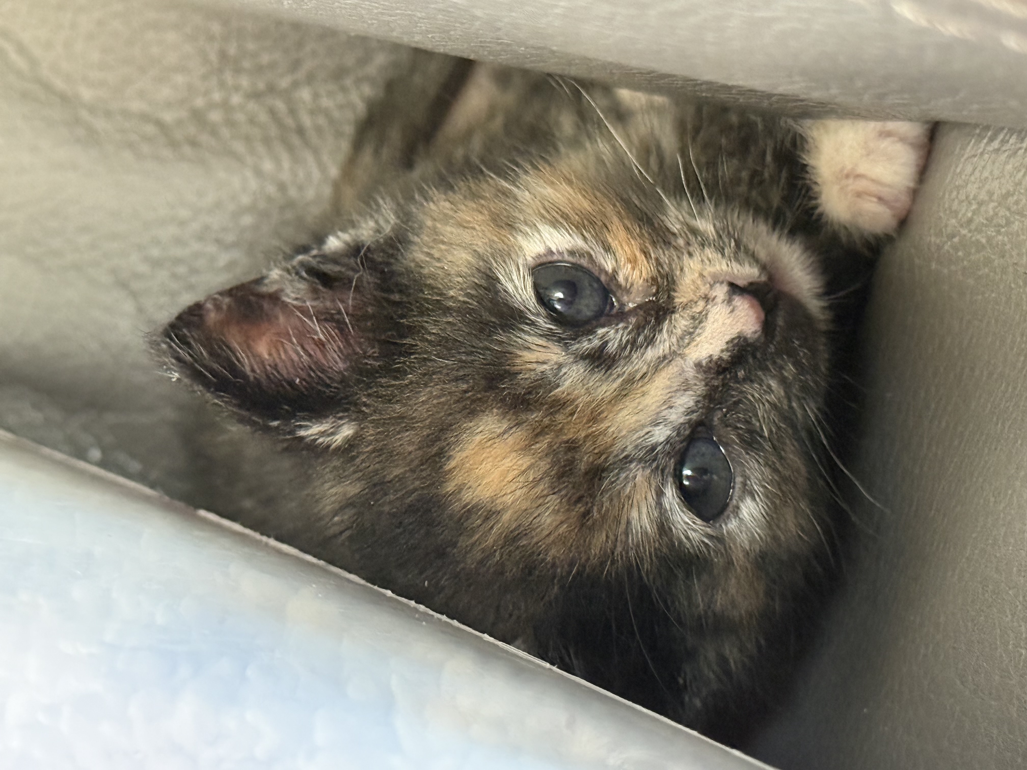 Picture of the Animal Listed