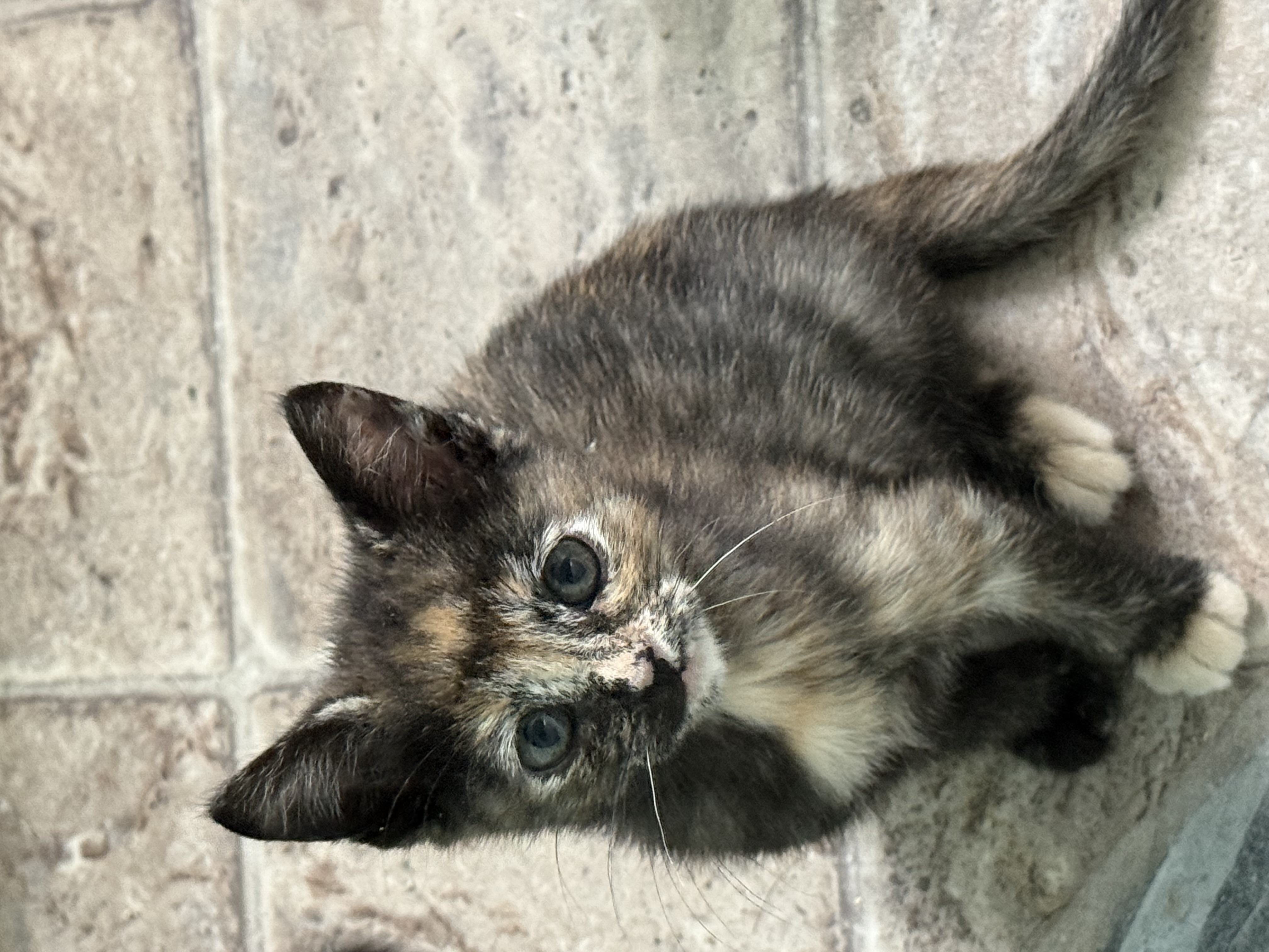 Picture of the Animal Listed