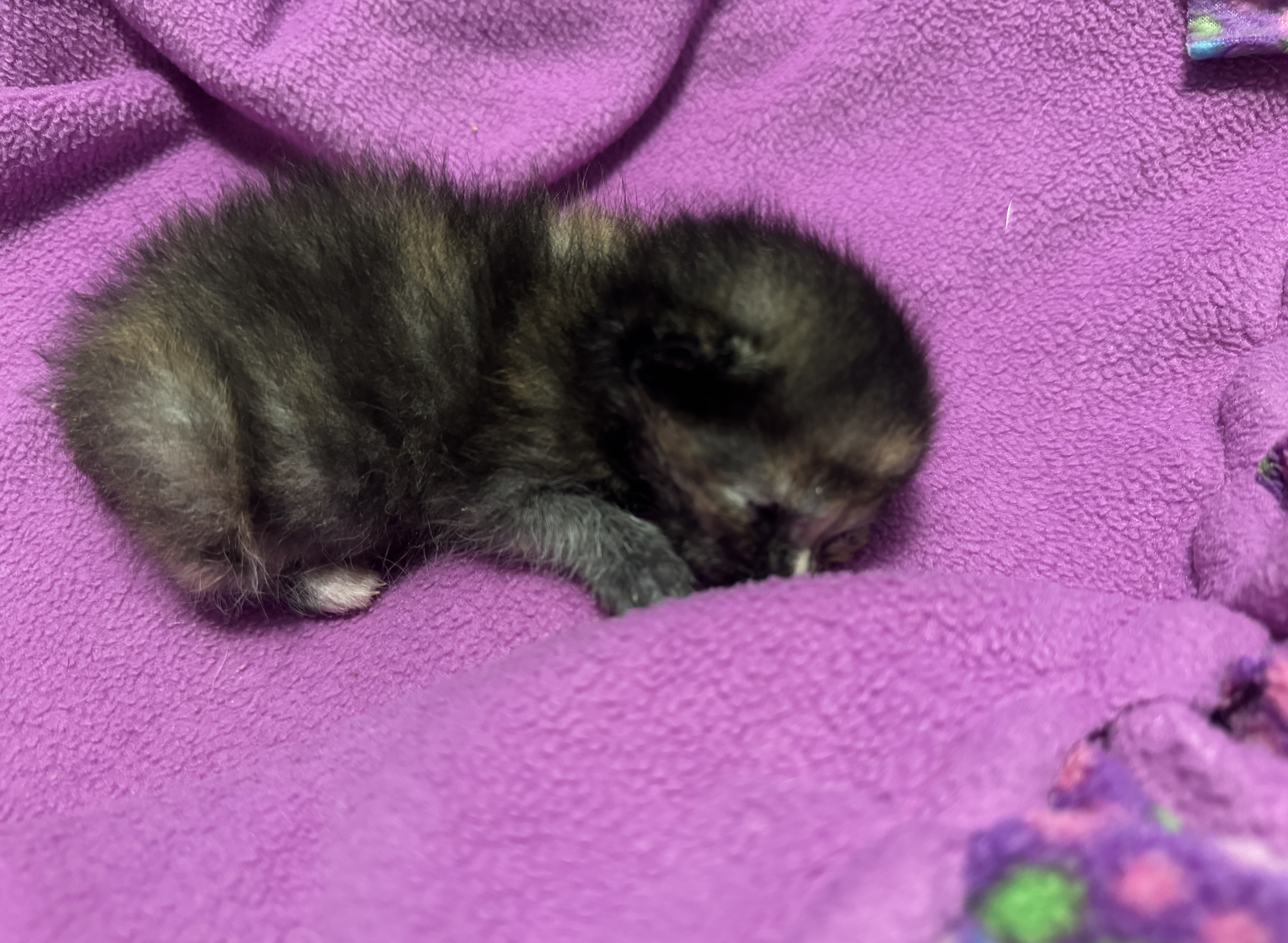 Picture of the Animal Listed