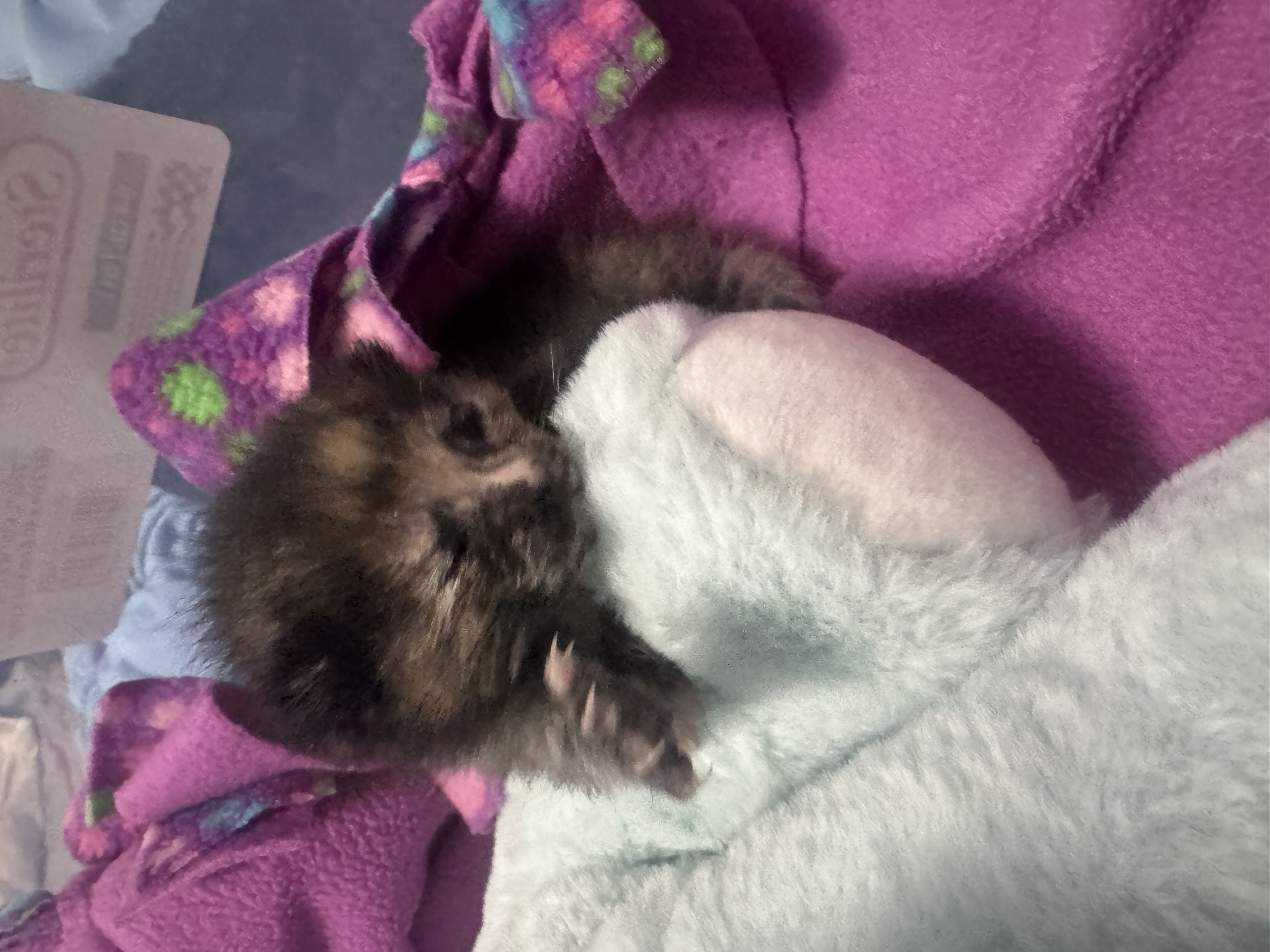 Picture of the Animal Listed