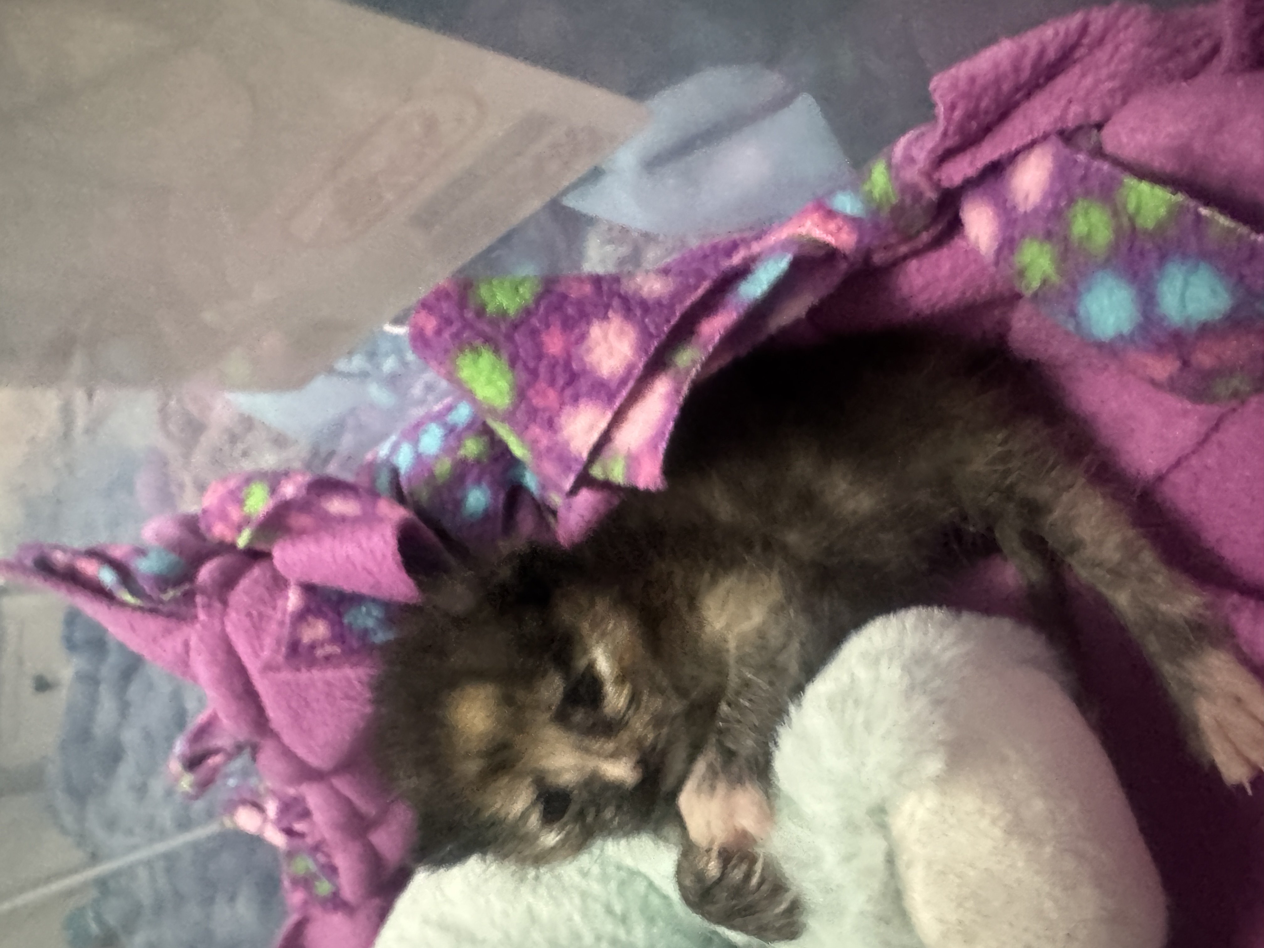 Picture of the Animal Listed