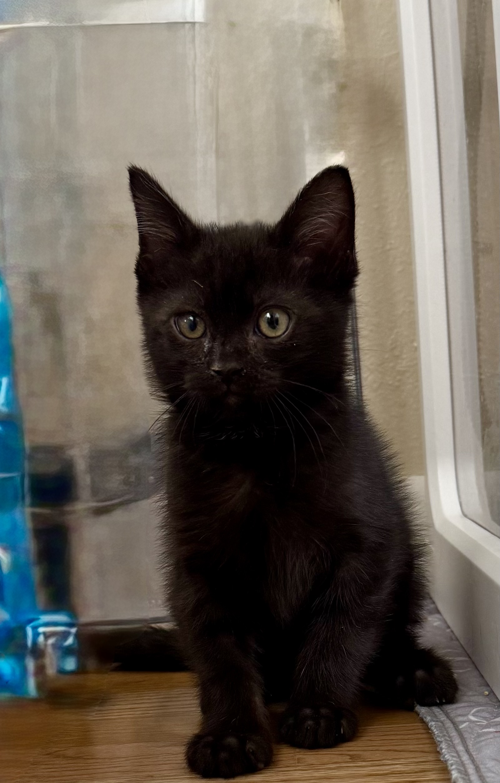 Picture of the Animal Listed