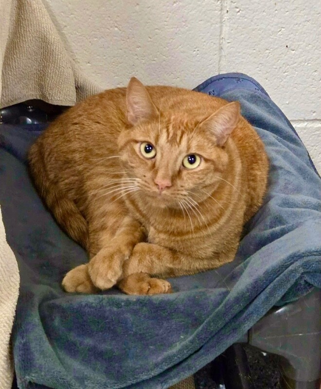Picture of the Animal Listed