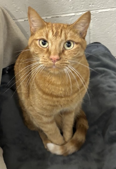 Picture of the Animal Listed