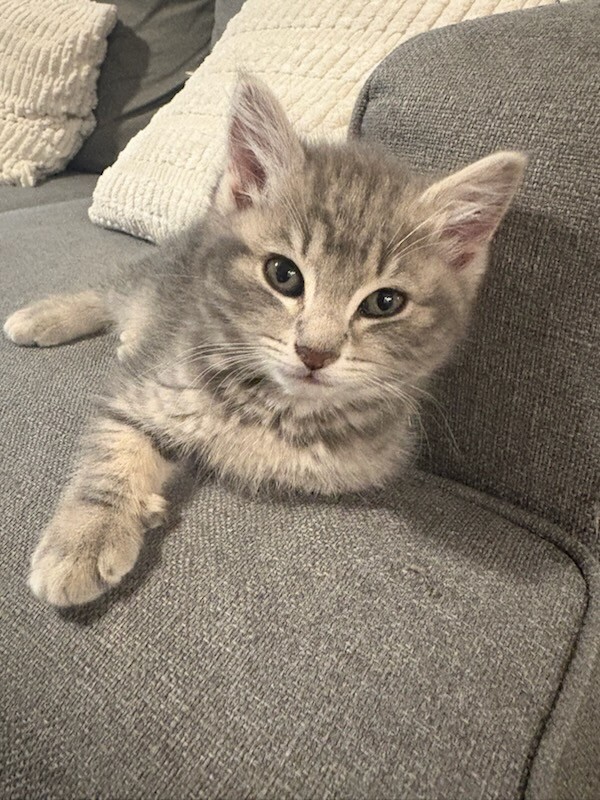 Picture of the Animal Listed
