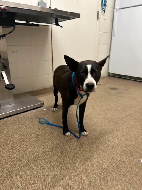 Picture of the Animal Listed