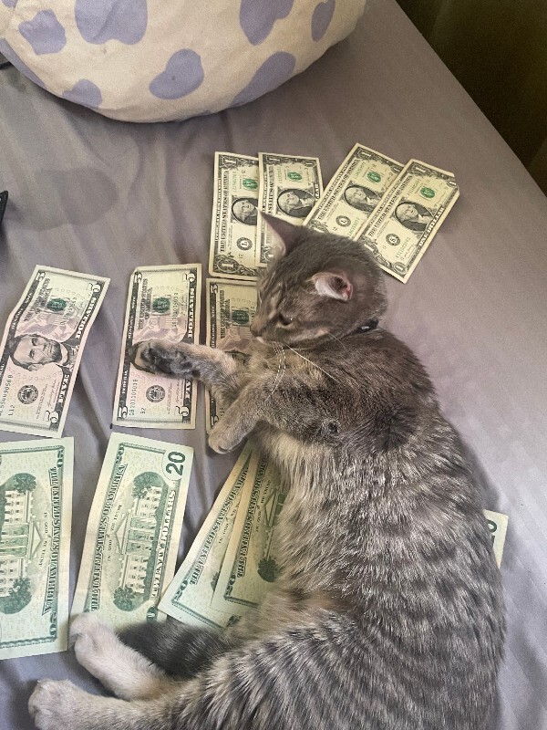 Picture of the Animal Listed