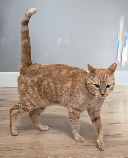 Picture of the Animal Listed