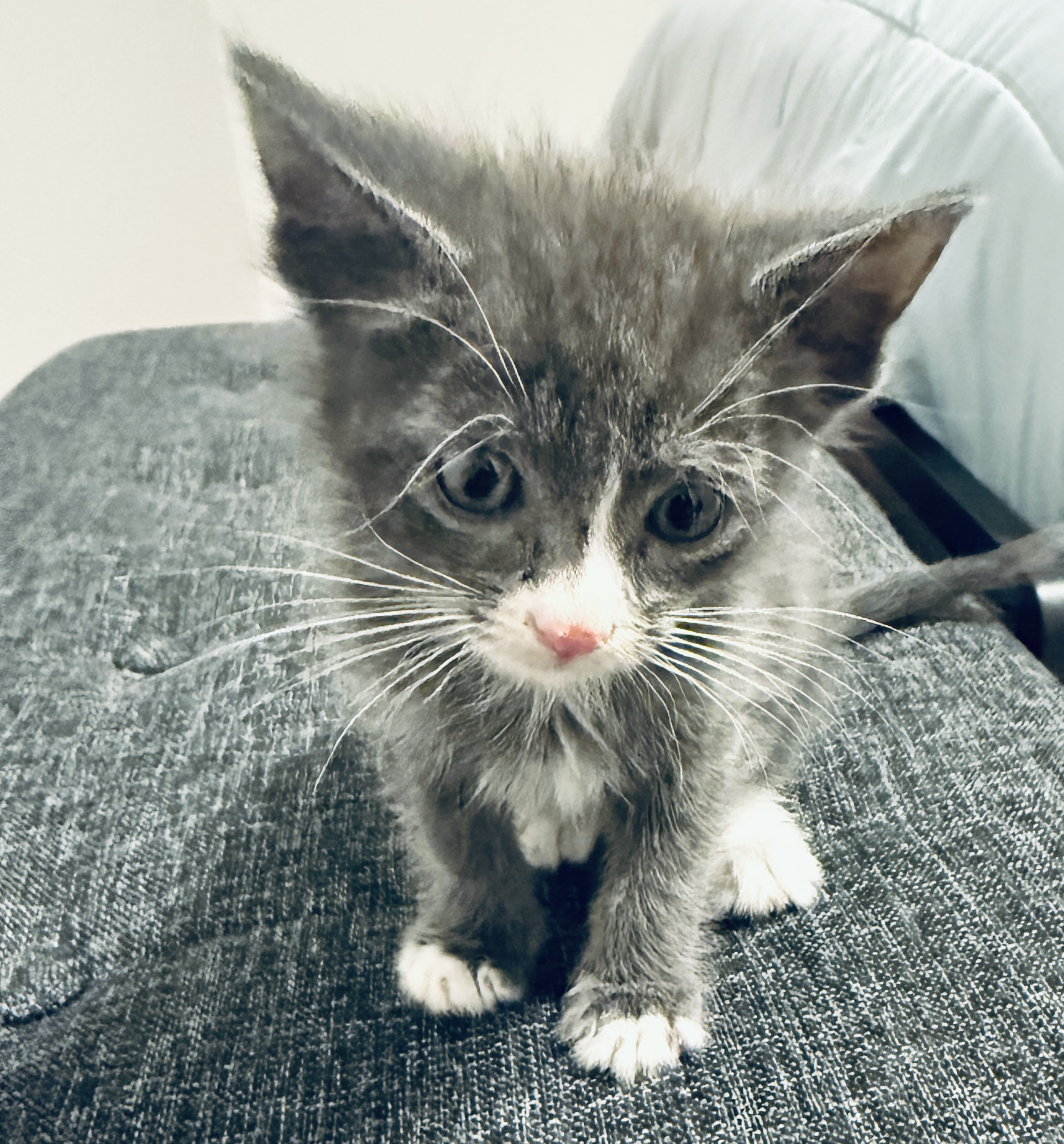 Picture of the Animal Listed