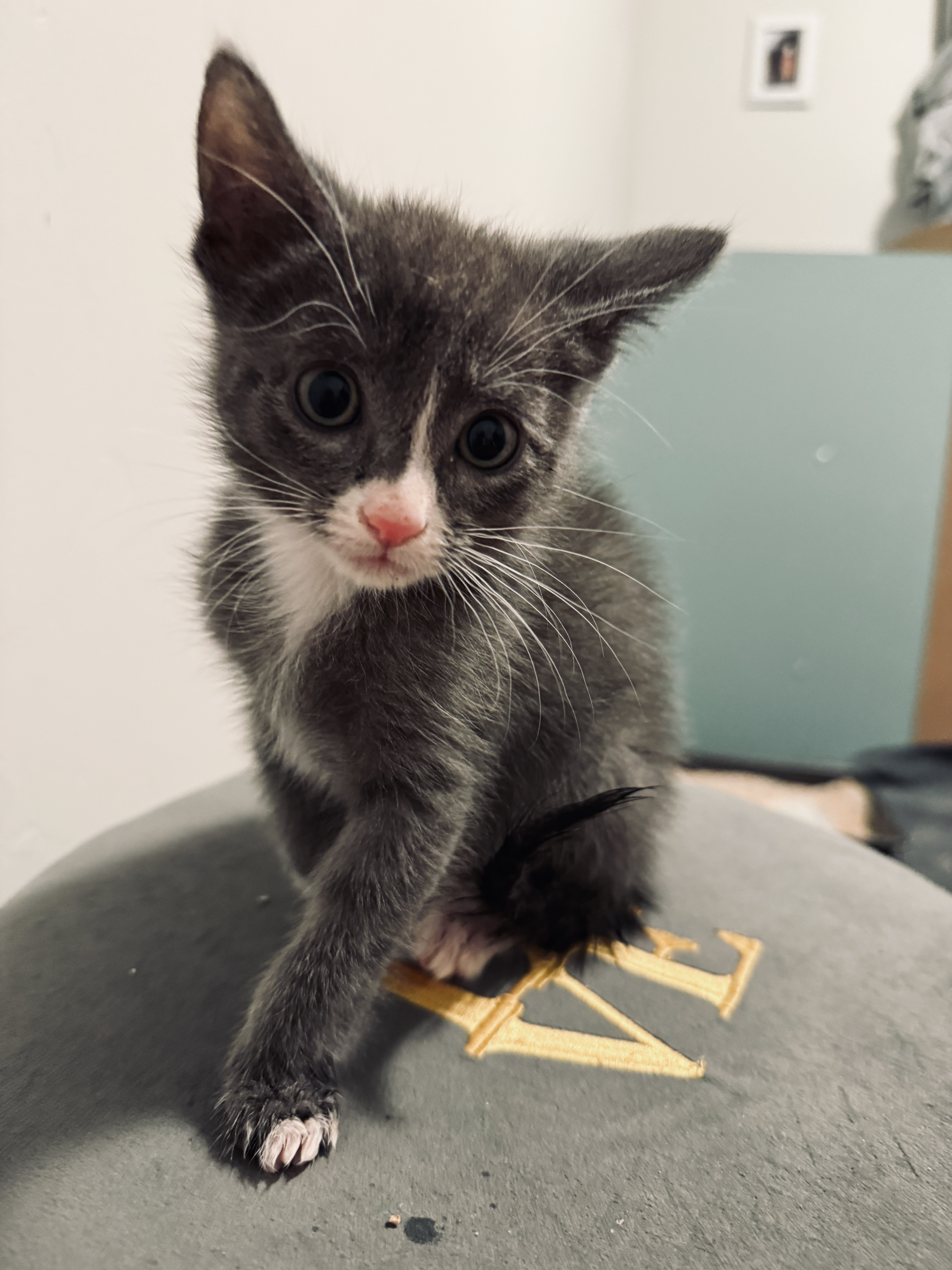 Picture of the Animal Listed