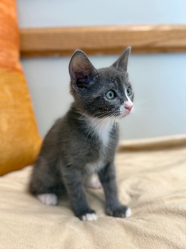 Picture of the Animal Listed