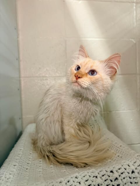 Picture of the Animal Listed
