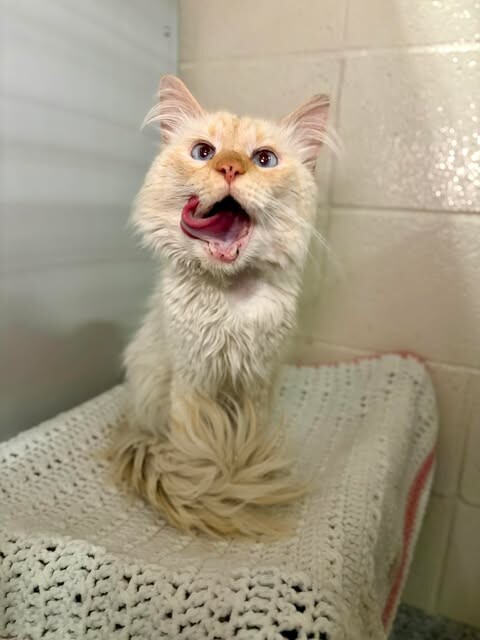 Picture of the Animal Listed